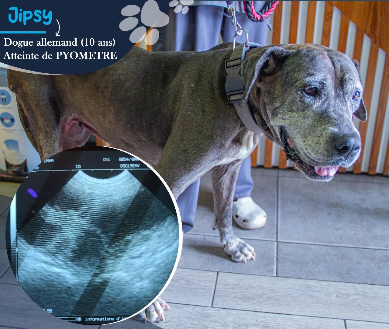 Vetcare Veterinary Clinic